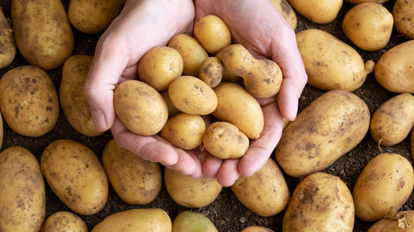 Potatoes 101: Nutrition Facts and Health Effects